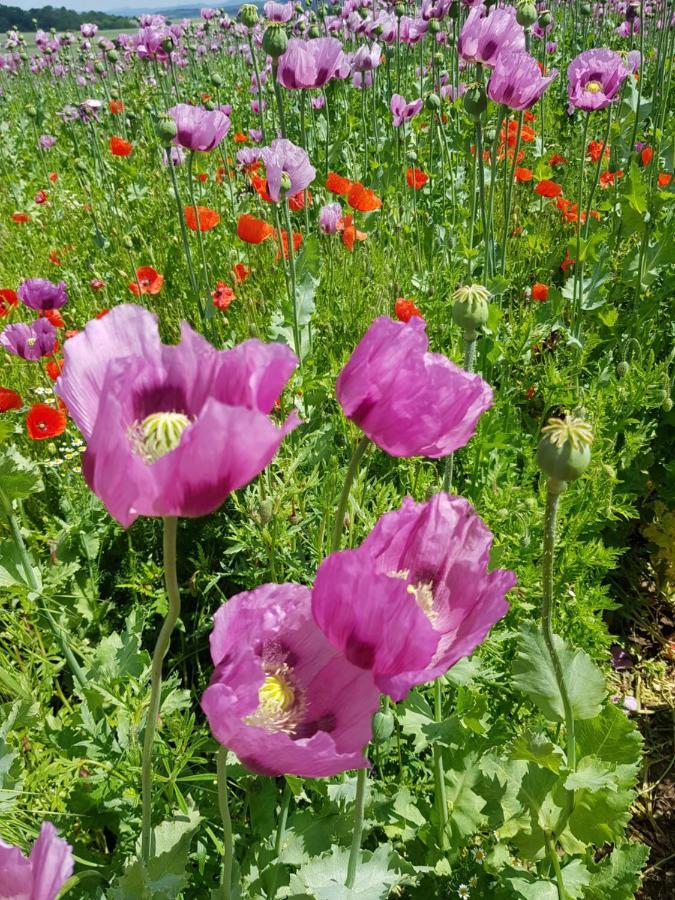 Ferienwohnung Mohnblume Rosdorf  Buitenkant foto